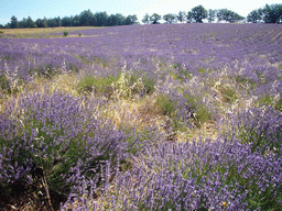 Lavender field