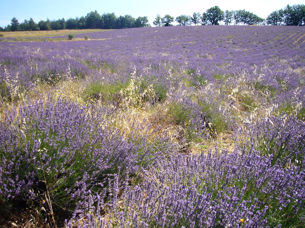 Lavender field