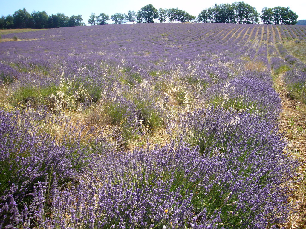 Lavender field