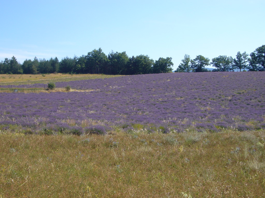 Lavender field