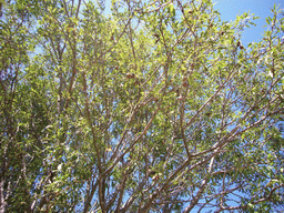 Tree near the Lavender shop