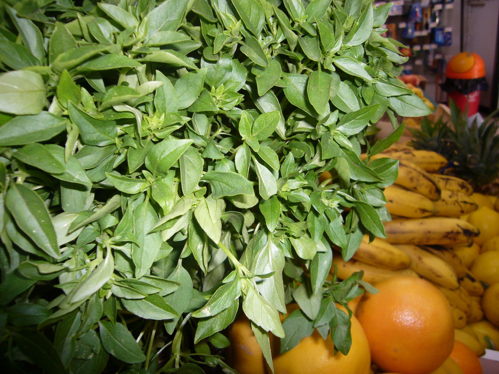 Plant and fruits in the Lavender shop