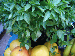 Plant and fruits in the Lavender shop