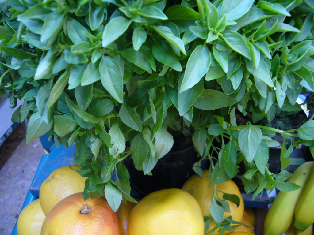 Plant and fruits in the Lavender shop