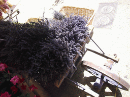 Wheel cart with Lavender, outside the Lavender shop
