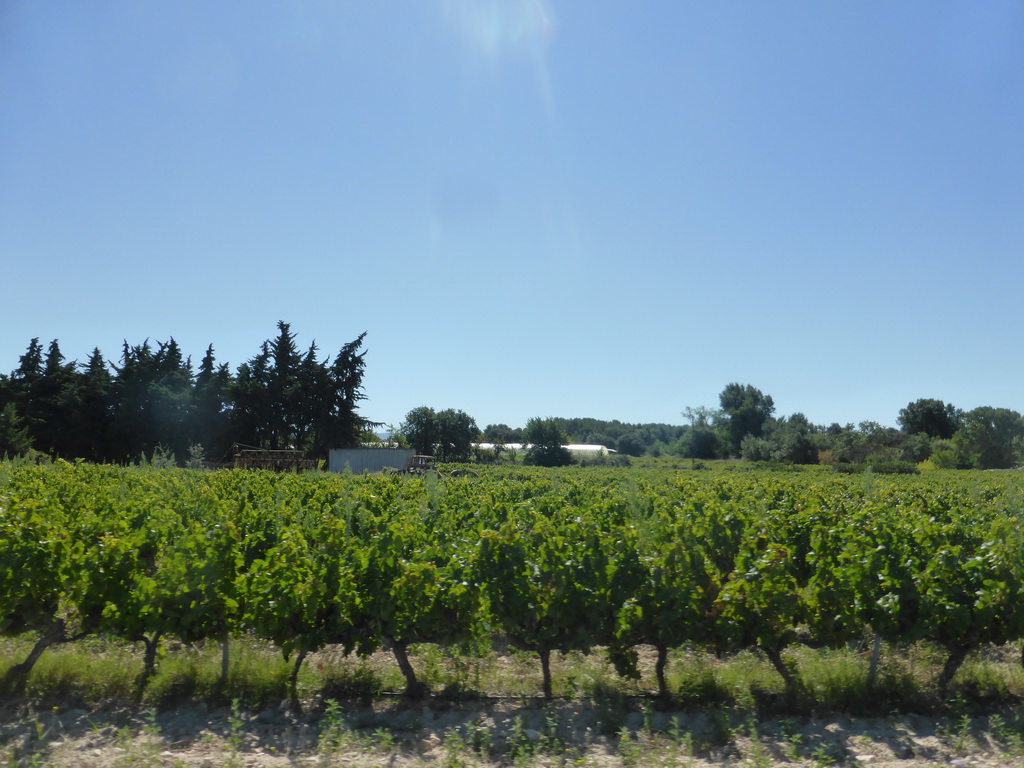 Wine fields along the Chemin de Bedoin road between Carpentras and Bedoin, viewed from our rental car