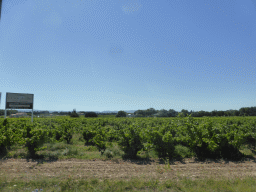 Wine fields along the Chemin de Bedoin road between Carpentras and Bedoin, viewed from our rental car