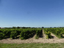 Wine fields along the Chemin de Bedoin road between Carpentras and Bedoin, viewed from our rental car