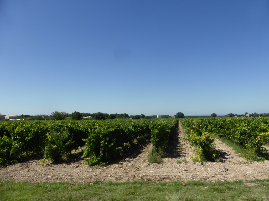 Wine fields along the Chemin de Bedoin road between Carpentras and Bedoin, viewed from our rental car