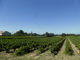 Wine fields along the Chemin de Bedoin road between Carpentras and Bedoin, viewed from our rental car