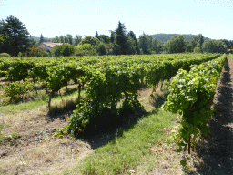 Wine fields along the Route de Mormoiron road near Mazan