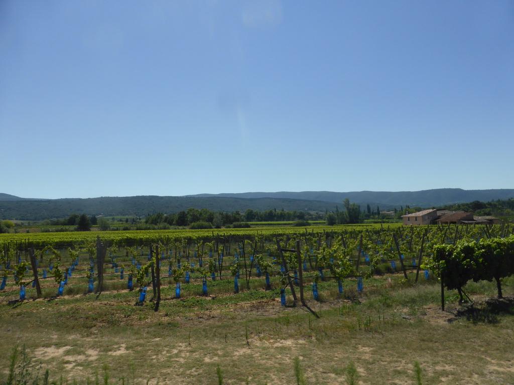 Wine fields along the D942 road from Avignon, viewed from our rental car