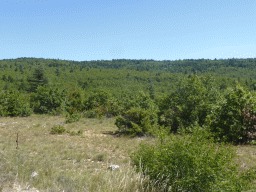 Trees and plants near a parking place along the D942 road from Avignon