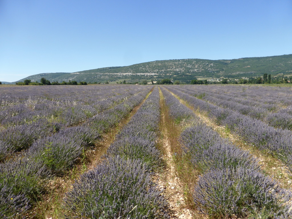 Lavender field at the west side of the town