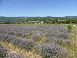 Lavender field at the west side of the town