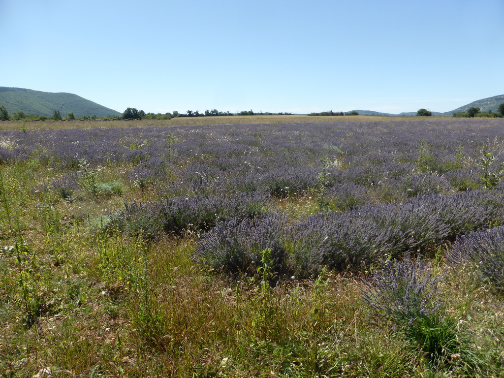 Lavender field at the west side of the town