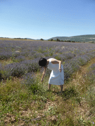 Miaomiao in a lavender field at the west side of the town