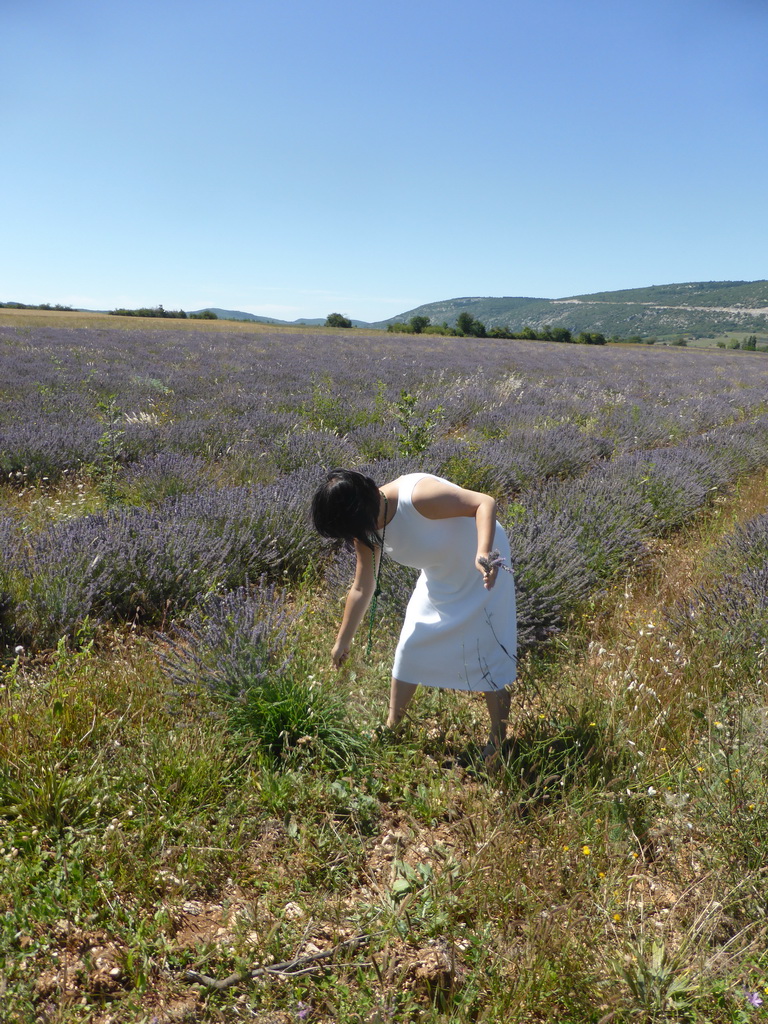 Miaomiao in a lavender field at the west side of the town