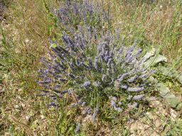 Lavender plants in a lavender field at the west side of the town