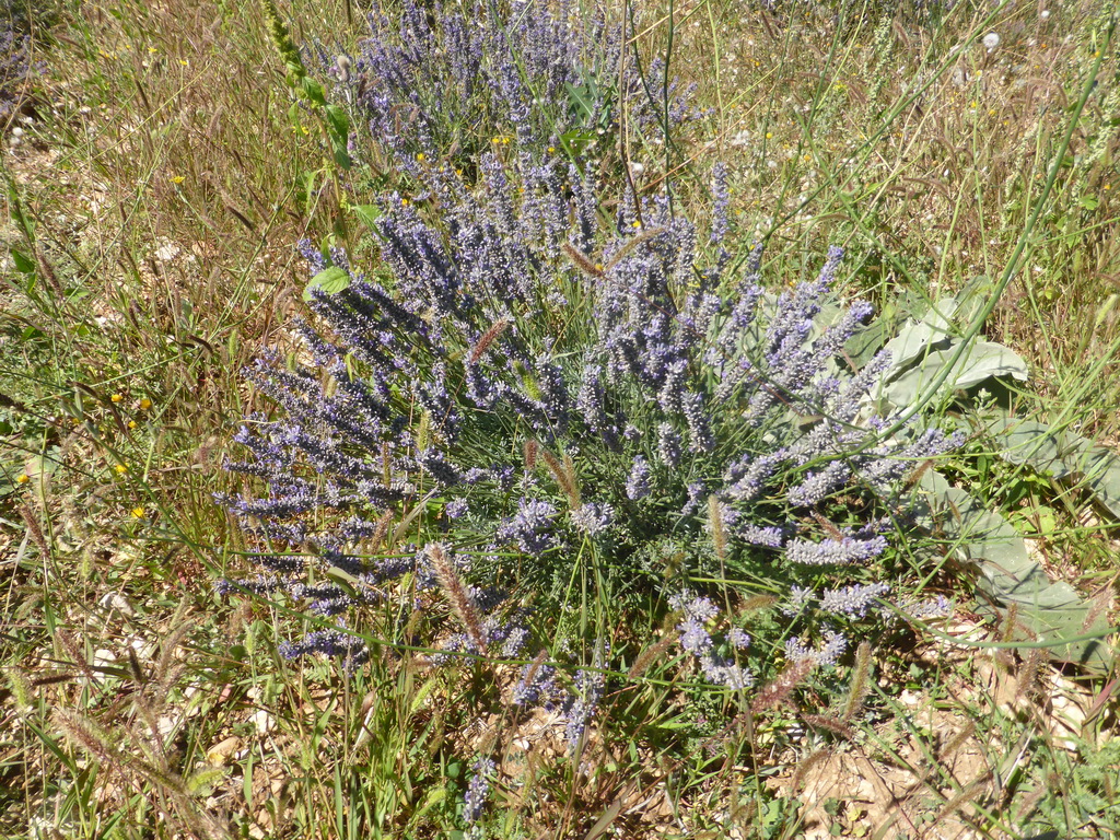 Lavender plants in a lavender field at the west side of the town