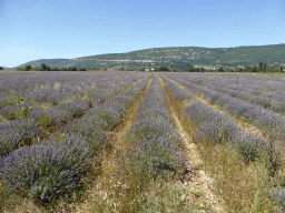 Lavender field at the west side of the town