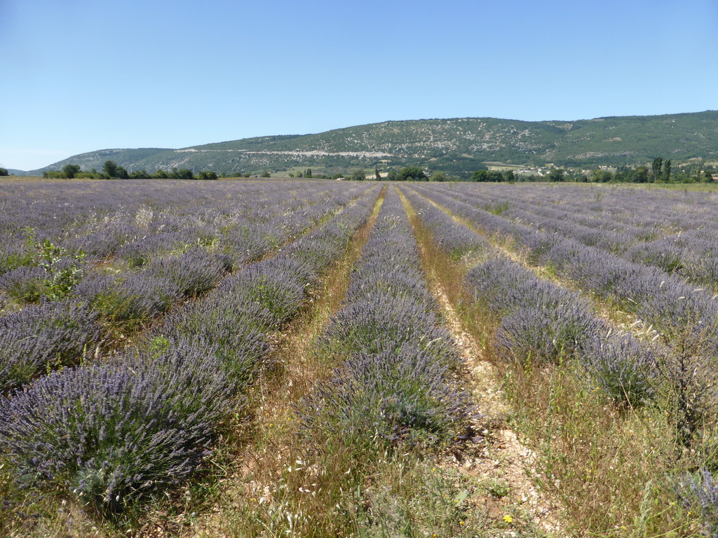 Lavender field at the west side of the town