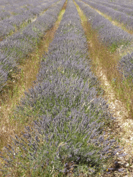 Lavender field at the west side of the town