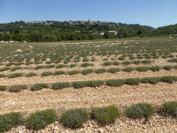 Lavender field at the west side of the town