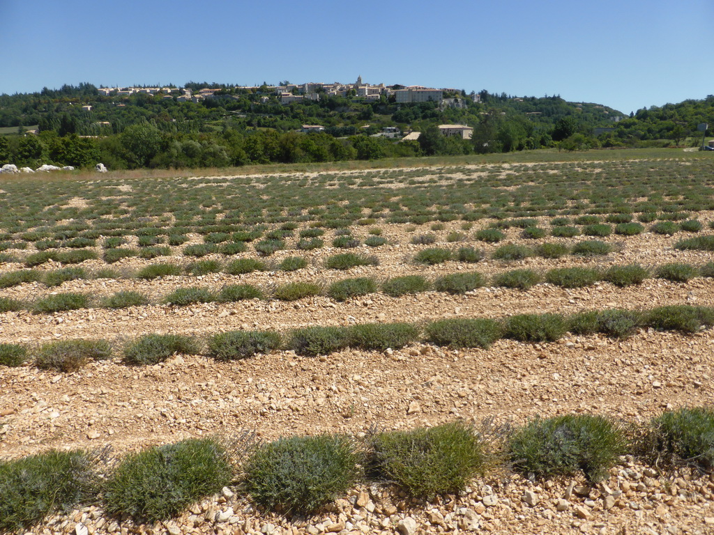 Lavender field at the west side of the town