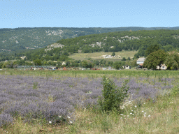 Lavender field at the west side of the town