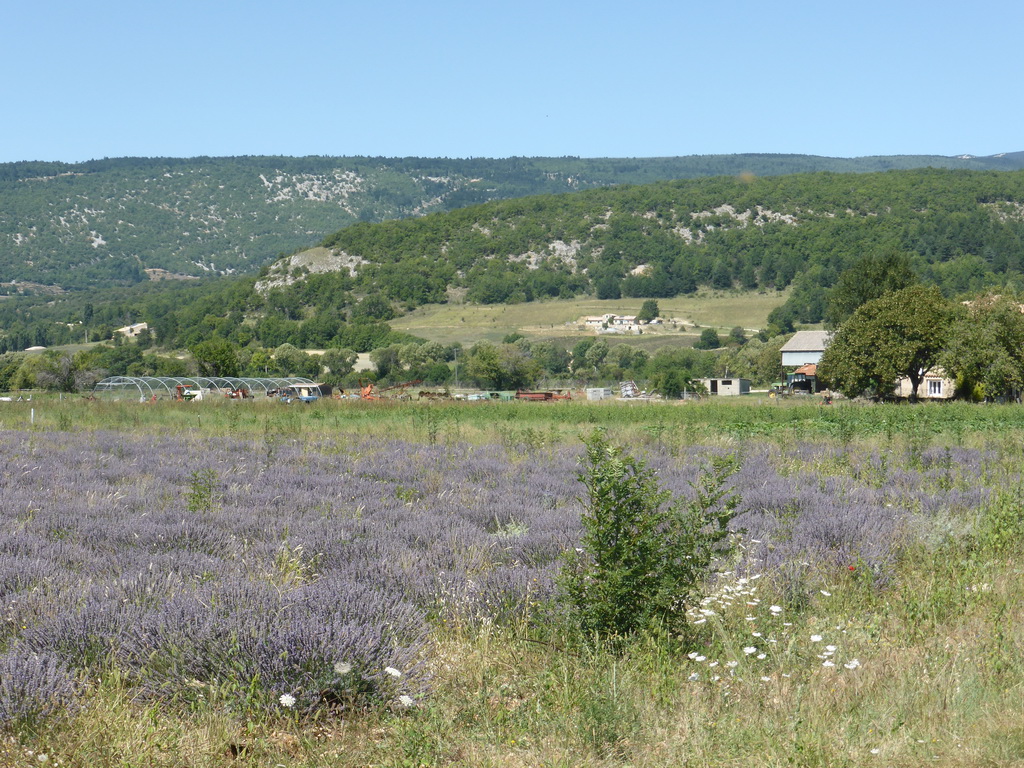 Lavender field at the west side of the town