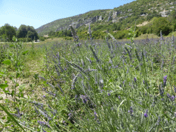 Lavender field on the north side of the town of Monieux