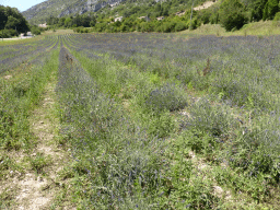 Lavender field on the north side of the town of Monieux