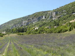 Lavender field on the north side of the town of Monieux