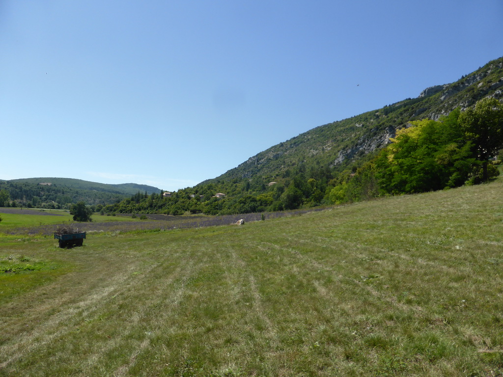 Lavender field at the town of Monieux