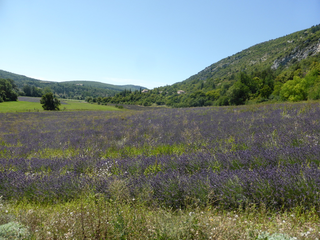 Lavender field at the town of Monieux