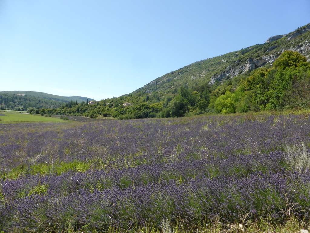 Lavender field at the town of Monieux