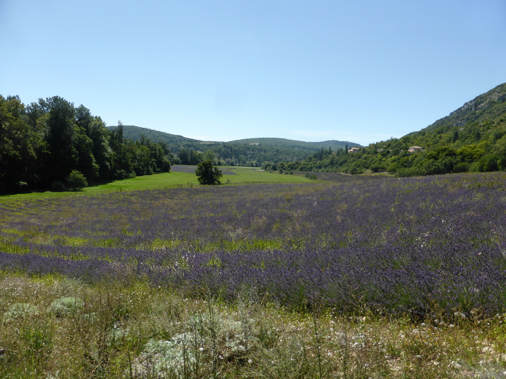 Lavender field at the town of Monieux