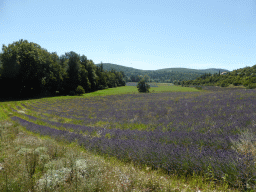 Lavender field at the town of Monieux