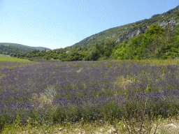 Lavender field at the town of Monieux