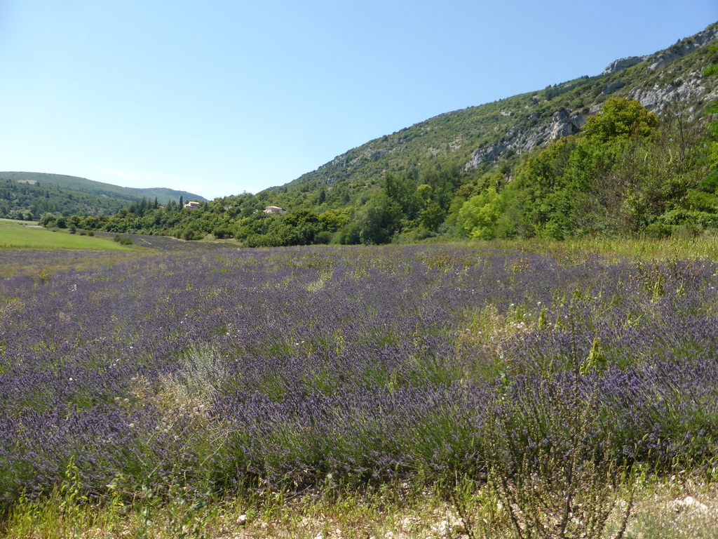 Lavender field at the town of Monieux