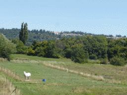 Grassland with a horse near the town of La Serène, viewed from our rental car