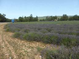 Lavender field along the D943 road to Gordes