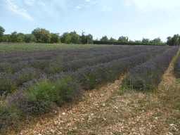 Lavender field along the D943 road to Gordes