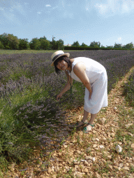 Miaomiao in a lavender field along the D943 road to Gordes