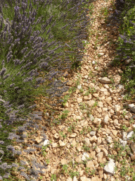 Lavender plants in a field along the D943 road to Gordes