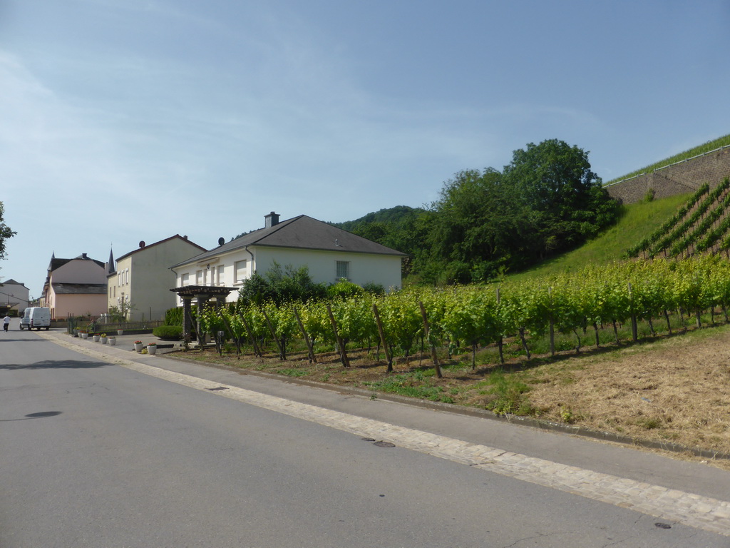 The Route du Vin road and wine fields at Schwebsange