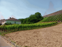 Wine fields at Schwebsange