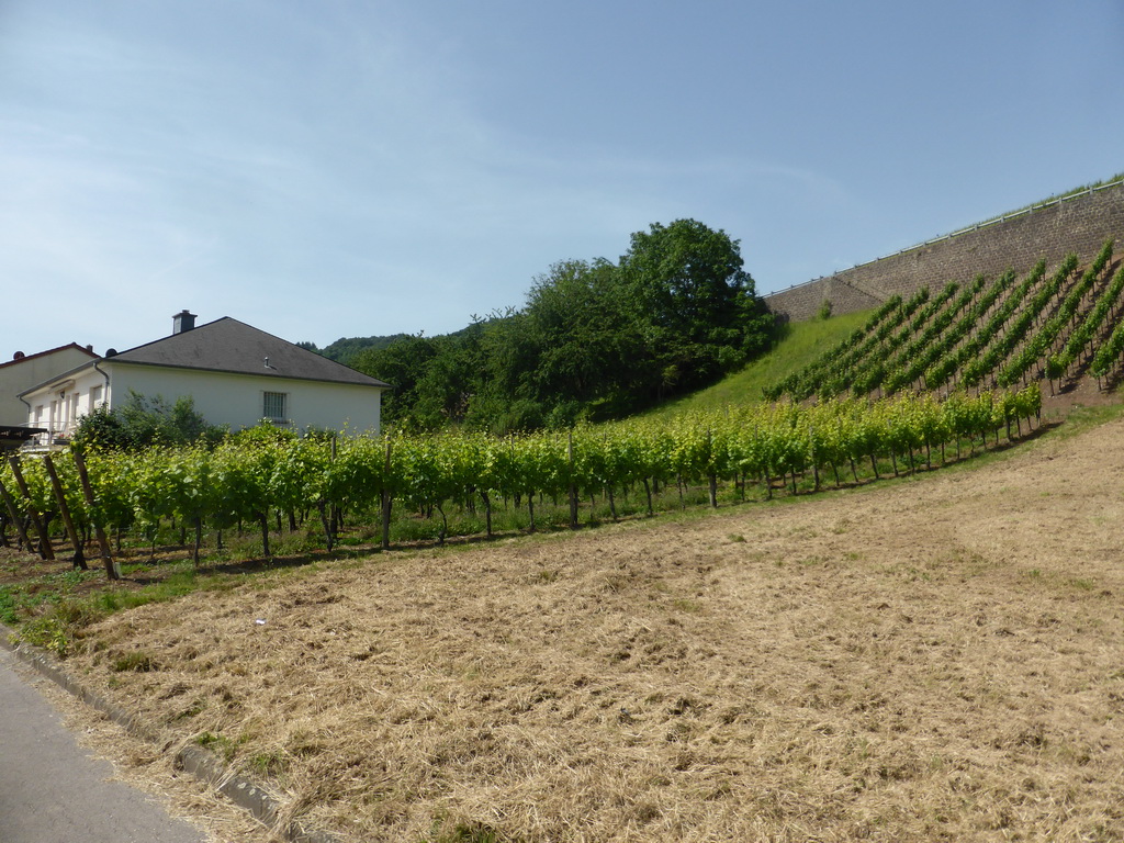 Wine fields at Schwebsange