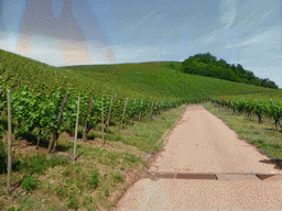 Wine fields at Schwebsange